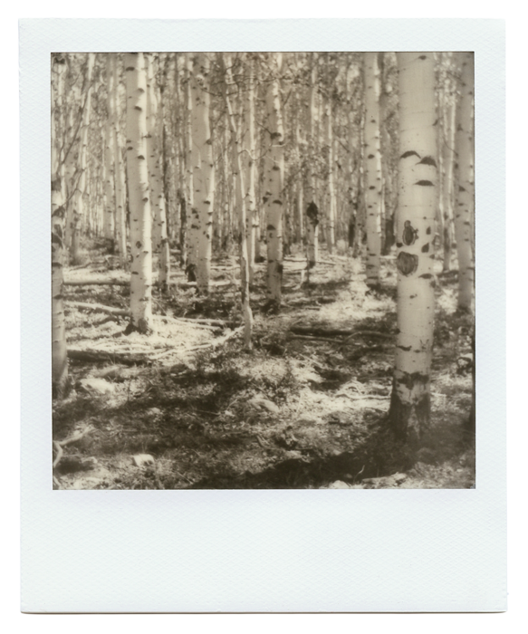 Polaroid of sunlight coming through the aspen trees in Pigeon Water, Utah